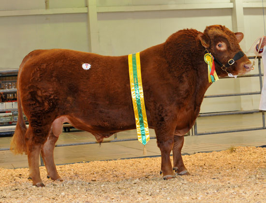 Champion at the society spring sale, Exeter 2013